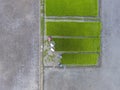 Aerial farmers preparing the seeds plant young rice