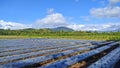 Aerial farming with mountain background, farming by plastic moulsa to gain grass grow