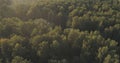 Aerial flight over autumn trees in wild park in september Royalty Free Stock Photo