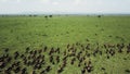 Aerial flight over buffalo stampede in Tanzania safari Mikumi