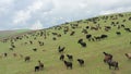 Aerial flight over large fields with green grass where large herds of sheep and rams graze. A wonderful summer landscape Royalty Free Stock Photo