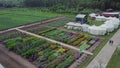 Aerial of flower field. Clip. Top view of green fields and flowers. Agro-industrial complex on which grow flowers