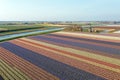 Aerial from flower fields and a historical windmill in the countryside from the Netherlands in spring Royalty Free Stock Photo