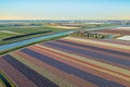 Aerial from flower fields and a historical windmill in the countryside from the Netherlands in spring Royalty Free Stock Photo