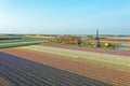 Aerial from flower fields and a historical windmill in the countryside from the Netherlands in spring Royalty Free Stock Photo