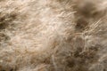 Aerial fluffy macro. Delicate background for a postcard