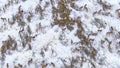 AERIAL Flying above herd of white tail deer as they stop during their migration Royalty Free Stock Photo