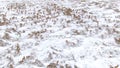 AERIAL Flying above herd of wild deer as they stop during their winter migration Royalty Free Stock Photo