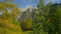 AERIAL: Flying between colorful coniferous treetops in the Slovenian mountains.