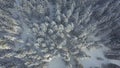 AERIAL: Flying high above the snow covered treetops of large coniferous forest. Royalty Free Stock Photo