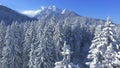 AERIAL: Flying over the snowy treetops of coniferous forest under high mountain.