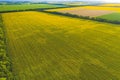 Aerial Flying over Blooming yellow sunflowers field with blue cloudless sky. Sunflowers field under blue sky with white fluffy Royalty Free Stock Photo