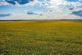 Aerial Flying over Blooming yellow sunflowers field at the sunset time. Sunflowers field under blue sky with white fluffy clouds. Royalty Free Stock Photo