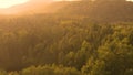 AERIAL: Flying over the vast coniferous forest on a beautiful golden evening. Royalty Free Stock Photo