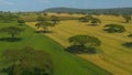 AERIAL: Flying over the vast wheat fields covering the vast African landscape. Royalty Free Stock Photo