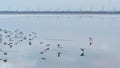 Aerial for flying wild ducks above the lake on blue sky background. Shot. Beautiful flock of birds soaring above the Royalty Free Stock Photo