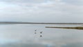 Aerial for flying wild ducks above the lake on blue sky background. Shot. Beautiful flock of birds soaring above the Royalty Free Stock Photo