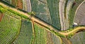Aerial flyover beautiful vegetable plantation