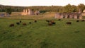 Aerial footage of cows grazing in a field near medieval ruins of an old abbey in England during sunset