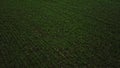 Aerial footage, establishing shot of a green field. Camera raises up. 4k video of leguminous plants field. Drone flies