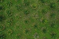 Aerial footage flying over a palm oil plantation