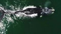 Aerial footage of Southern Humback whale in Gansbaai, South Affrica