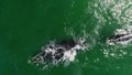 Aerial footage of Southern Humback whale in Gansbaai, South Affrica