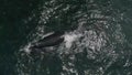 Aerial footage of Southern Humback whale in Gansbaai, South Affrica