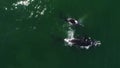 Aerial footage of Southern Humback whale in Gansbaai, South Affrica