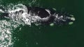 Aerial footage of Southern Humback whale in Gansbaai, South Affrica