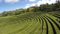 Aerial Footage Tea plantation at Cha Gorreana, Maia, San Miguel, Azores, Portugal