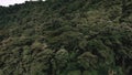 Aerial footage of an unending rainforest and a calm lake near the green land