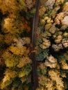 Aerial of a forest trail, railway road surrounded by leafy autumn trees in fall colors