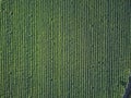 Aerial front view of tobacco growing fields. Straight parallel lines of tobacco growing. Natural texture