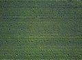 Aerial front view of tobacco growing fields. Straight parallel lines of tobacco growing. Natural texture