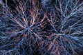 Aerial of frosty Aspen branches on a cold winter evening during sunset in Estonian boreal forest