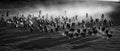 Aerial grayscale shot of a large herd of horses running across a meadow in the countryside.