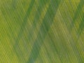 Aerial. Green grass texture background. Top view from drone Royalty Free Stock Photo