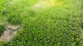 Aerial. Green spring forest with river. View above Royalty Free Stock Photo