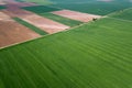 Aerial green wheat field. Aerial view large green field.