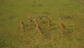 AERIAL: A group of adult giraffes running through the vast plains in Africa. Royalty Free Stock Photo