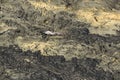 Aerial helicopter view of lava field near Kilauea volcano, Big Island, Hawaii