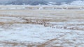 AERIAL: A herd of wild deer stampedes across the snowy prairie in Montana. Royalty Free Stock Photo