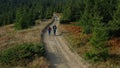 Aerial hikers forest road exploration among green spruce trees warm summer day