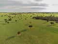 aerial image of huge fields of cereal crops against the horizon, with scattered trees, drone point of view Royalty Free Stock Photo