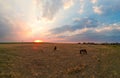 Aerial Image Over Eastern Colorado Farm and Ranch Land with Horses at Sunset Royalty Free Stock Photo