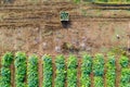 Aerial image of rows of ripe Artichokes in a field.