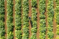 Aerial image of rows of ripe Artichokes in a field.