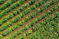 Aerial image of rows of ripe Artichokes in a field.