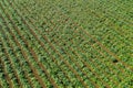 Aerial image of rows of ripe Artichokes in a field.